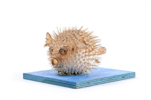 Image description is not available for 2009.4.2